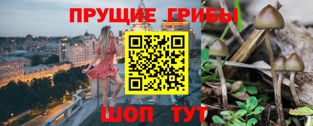 Псилоцибиновые грибы Cubensis  Вход с VPN  Конаково  Псилоцибиновые грибы MAGIC MUSHROOMS 
